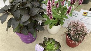 Hydrangea, agastache, semponium and euphorbia
